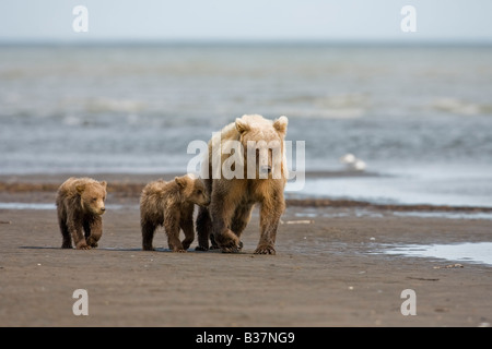 Braunbär (Ursus Arctos) Mutter mit drei jungen am Strand Stockfoto