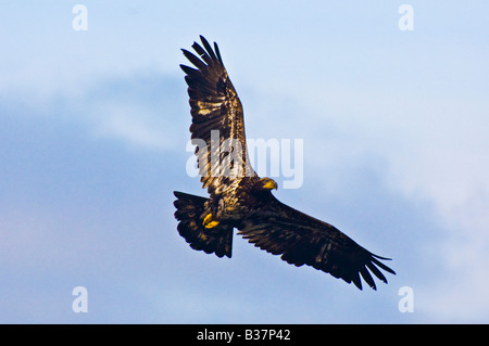 Juvenile Weißkopfseeadler steigt über Olympic Nationalpark Washington Stockfoto