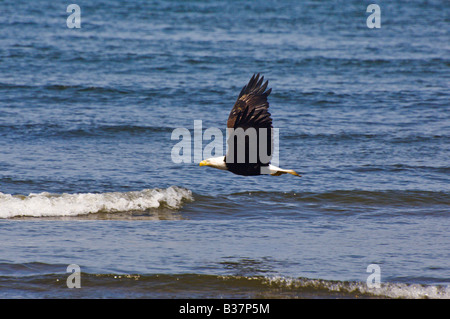 Weißkopf-Seeadler erhebt sich über dem Pazifischen Ozean Olympic Nationalpark Washington Stockfoto