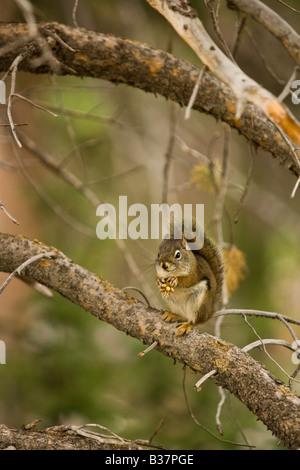 Eichhörnchen (Tamiascurius Hudsonicus) thront auf einem Ast Fütterung auf Pinienkerne Stockfoto