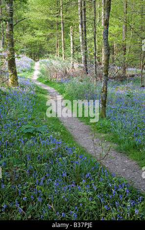 Wanderweg durch Deciuous Bäume von Bluebell Woods im südlichen Lake District National Park Cumbria Stockfoto