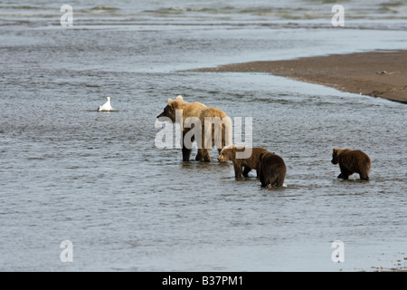 Brauner Bär (Ursus Arctos) eine Mutter mit drei ersten Jahr jungen Fischen im seichten Wasser Stockfoto