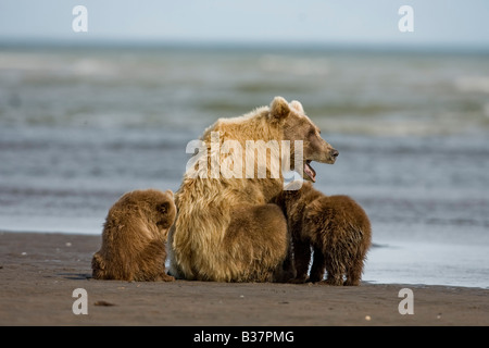 Braunbär Ursus Arctos) Mutter mit drei jungen am Strand Stockfoto