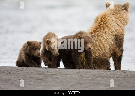 Braunbär Ursus Arctos) Jungtiere warten, während Mutter nach Lachs sucht Stockfoto