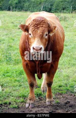 Young-Limousin Stier im Feld. Stockfoto