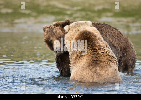 Braunbär (Ursus Arctos) zwei Bären vor sich über ein Fischgrund Stockfoto