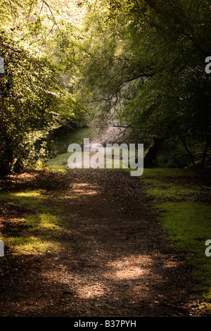 Waldweg im morgendlichen Sonnenlicht Stockfoto