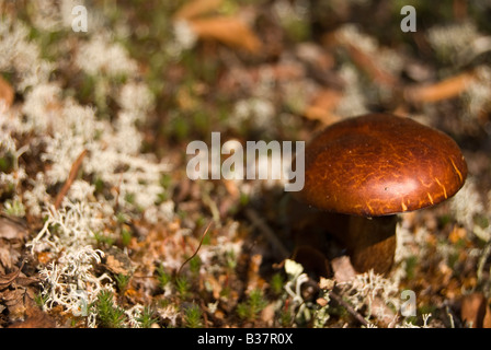 Aufgenommen am Parc National des Grands Jardins, Charlevoix Stockfoto