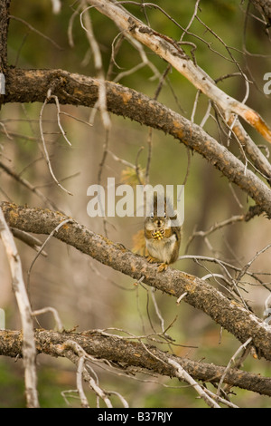 Eichhörnchen (Tamiascurius Hudsonicus) thront auf einem Ast Fütterung auf Pinienkerne Stockfoto