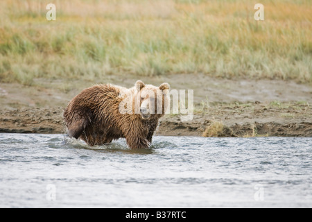 Braunbär (Ursus Arctos) auf der Suche nach Lachs in Silver Salmon Creek Stockfoto