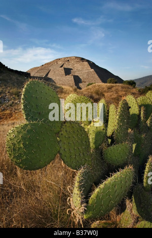 Pyramide des Mondes in der antiken Stadt Teotihuacan mit großen Nopal Opuntia Kaktus in der Wüste in der Nähe von Mexiko-Stadt. Stockfoto