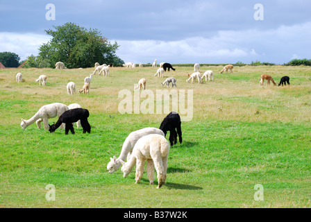 Alpaka, Landwirtschaft, Pfad Hill Farm, Pangbourne, Berkshire, England, Vereinigtes Königreich Stockfoto