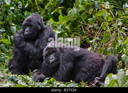 Zwei Bruder BERGGORILLAS Gorilla Beringei Beringei des ARBEITSKREISES KWITANDA im VOLCANOES NATIONAL PARK entspannen Sie sich in einem Nest-Ruanda Stockfoto