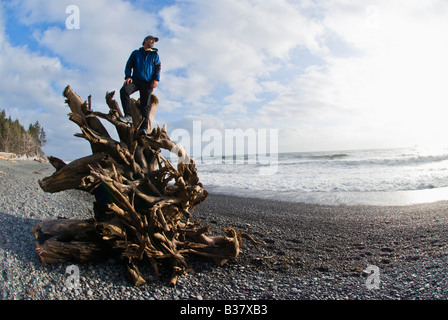 Wanderer beobachtet den Sonnenuntergang von einem Baum auf Rialto Strand Olympic Nationalpark Washington angeschwemmt Stockfoto