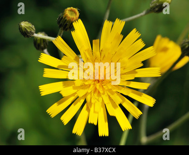 Gefleckte Aronstab Habichtskraut in Nahaufnahme Blume Stockfoto