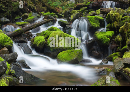 Die Sol Duc River Kaskaden durch Moos bedeckt Felsen Olympic Nationalpark Washington Stockfoto