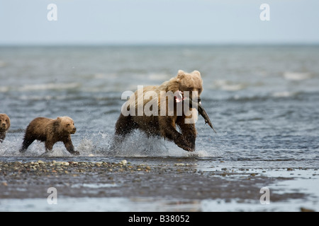 Braunbär (Ursus Arctos) Sau mit jungen fängt einen Fisch und zwingt Jungtiere jagen sie, um eine Mahlzeit zu bekommen läuft Stockfoto