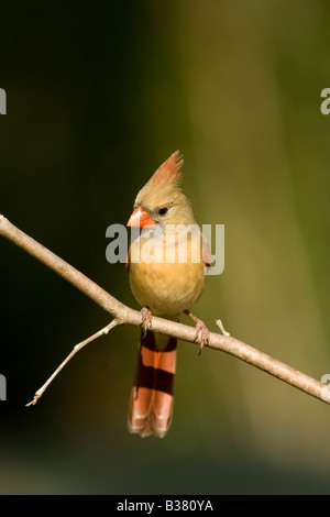 Weiblichen nördlichen Kardinal Cardinalis Cardinalis Stockfoto