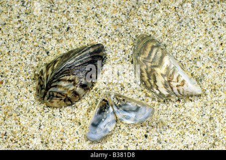 Zebramuschel, viele Dreissena (Dreissena Polymorpha) auf Sand geformt Stockfoto