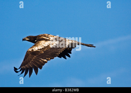 Juvenile Weißkopfseeadler steigt über Olympic Nationalpark Washington Stockfoto