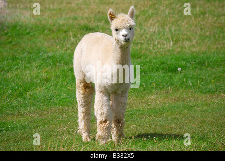 Alpaka, Landwirtschaft, Pfad Hill Farm, Pangbourne, Berkshire, England, Vereinigtes Königreich Stockfoto