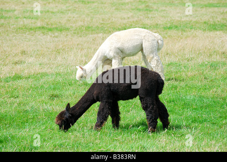 Alpaka, Landwirtschaft, Pfad Hill Farm, Pangbourne, Berkshire, England, Vereinigtes Königreich Stockfoto