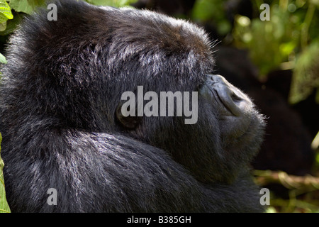 Eine männliche MOUNTAIN GORILLA Gorilla Beringei Beringei der KWITONDA Gruppe in Ruanda VOLCANES Nationalpark Stockfoto
