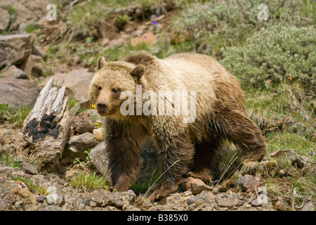Grizzly Bär (Ursus Arctos Horribilis) Stockfoto