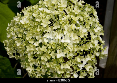 HYDRANGEA ARBORESCENS 'GRANDIFLORA' Stockfoto