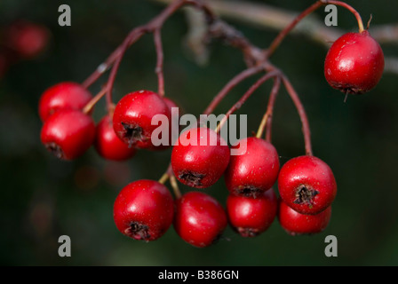 Crataegus Monogyna, Weißdorn Stockfoto
