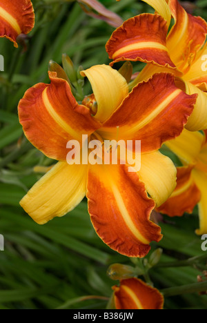 HEMEROCALLIS 'FRANS HALS' Stockfoto