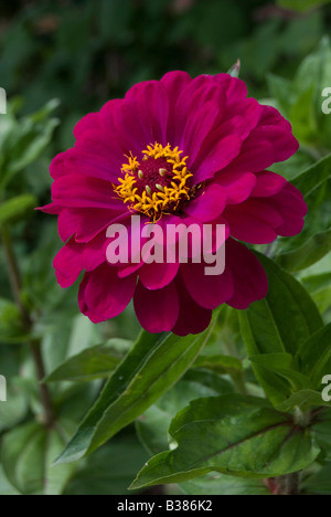 ZINNIA ELEGANS 'PURPLE PRINCE' Stockfoto