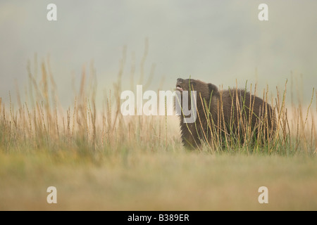 Braunbär (Ursus Arctos) Cub in Nebel und hohe Gräser Stockfoto