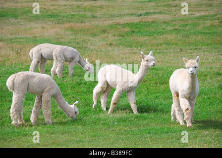 Alpaka, Landwirtschaft, Pfad Hill Farm, Pangbourne, Berkshire, England, Vereinigtes Königreich Stockfoto