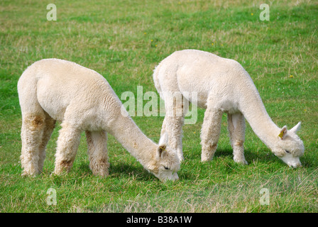 Alpaka, Landwirtschaft, Pfad Hill Farm, Pangbourne, Berkshire, England, Vereinigtes Königreich Stockfoto