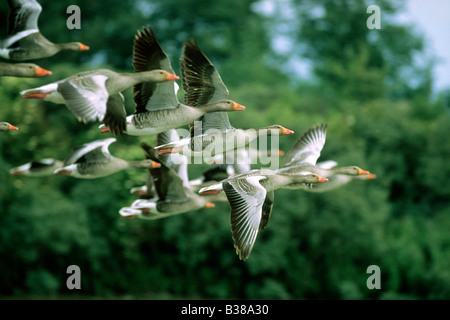 Graugans (Anser Anser), scharen sich im Flug Stockfoto