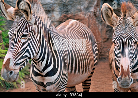 Zebras im Tierpark Carbacena in Kantabrien in Spanien Stockfoto