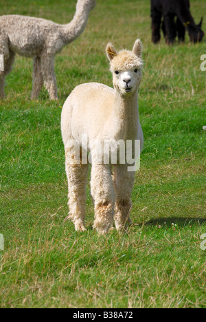 Alpaka, Landwirtschaft, Pfad Hill Farm, Pangbourne, Berkshire, England, Vereinigtes Königreich Stockfoto