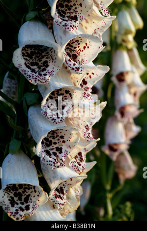 Detail der FINGERHUT Blüte mit lila und weißen Farben zu schließen Stockfoto