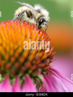 Eine Hummel sammelt Nektar über eine Echinacea (Echinacea). Stockfoto