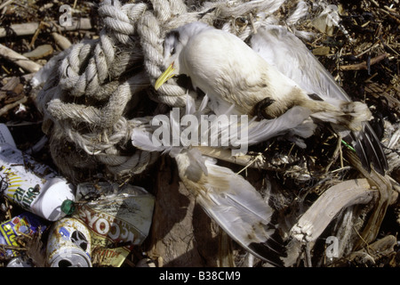 Toten Seevogel-Dreizehenmöwe (Rissa Triactyla)-gewaschen mit Müll, Firth of Forth, Schottland Stockfoto