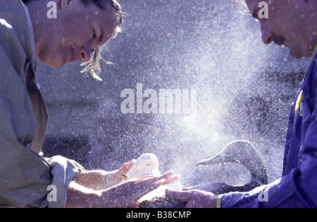 Zwei Freiwillige spülen (Beweis) eine gereinigte (geölt) Stockente (Anus Platyrhynchos) Stockfoto