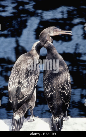 Socotra Kormorane (Jugendliche) Phalacrocorax Nigrogularis (Captive) während der Golf-Öko-Katastrophe 1991 Stockfoto