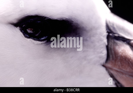 Schwarzen browed Albatros Diomedea Melanophris Kopf detail Stockfoto