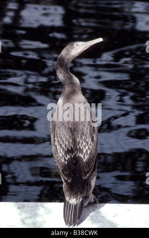 Socotra Kormorane (Juvenile) Phalacrocorax Nigrogularis (Captive) während der Golf-Öko-Katastrophe 1991 Stockfoto