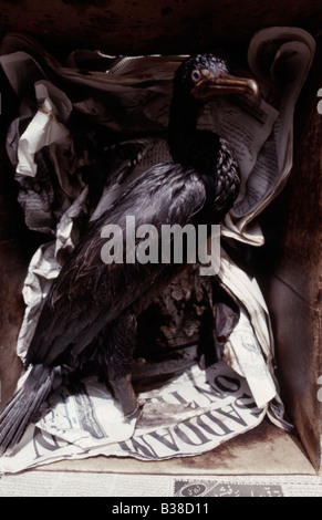 Socotra Kormorane (Jugendliche) Phalacrocorax Nigrogularis (captive) während der Golf-Öko-Katastrophe 1991 geölt Stockfoto