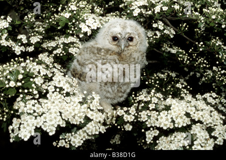 Ein Tawny Owlet (Strix Aluco) in unter Weißdorn Frühlingsblüten, UK Stockfoto