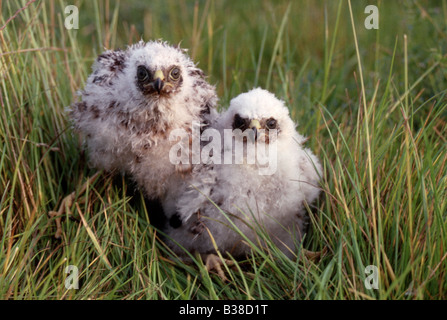 Sperber (Accipiter Luteoschistaceus) eingebettet, Gras, UK Stockfoto