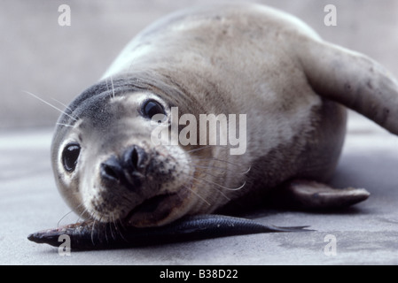 Grey seal Halichoerus Grypus mit Kopf ruht auf Hering, UK Stockfoto