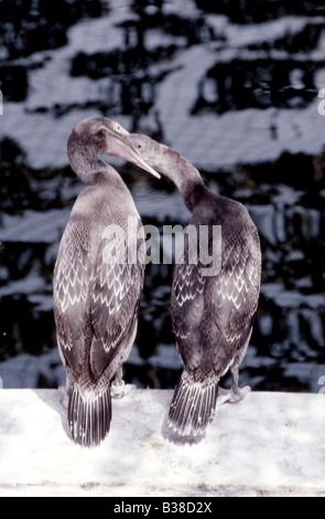 Socotra Kormorane (Jugendliche) Phalacrocorax Nigrogularis (Captive) während der Golf-Öko-Katastrophe, 1991 Stockfoto